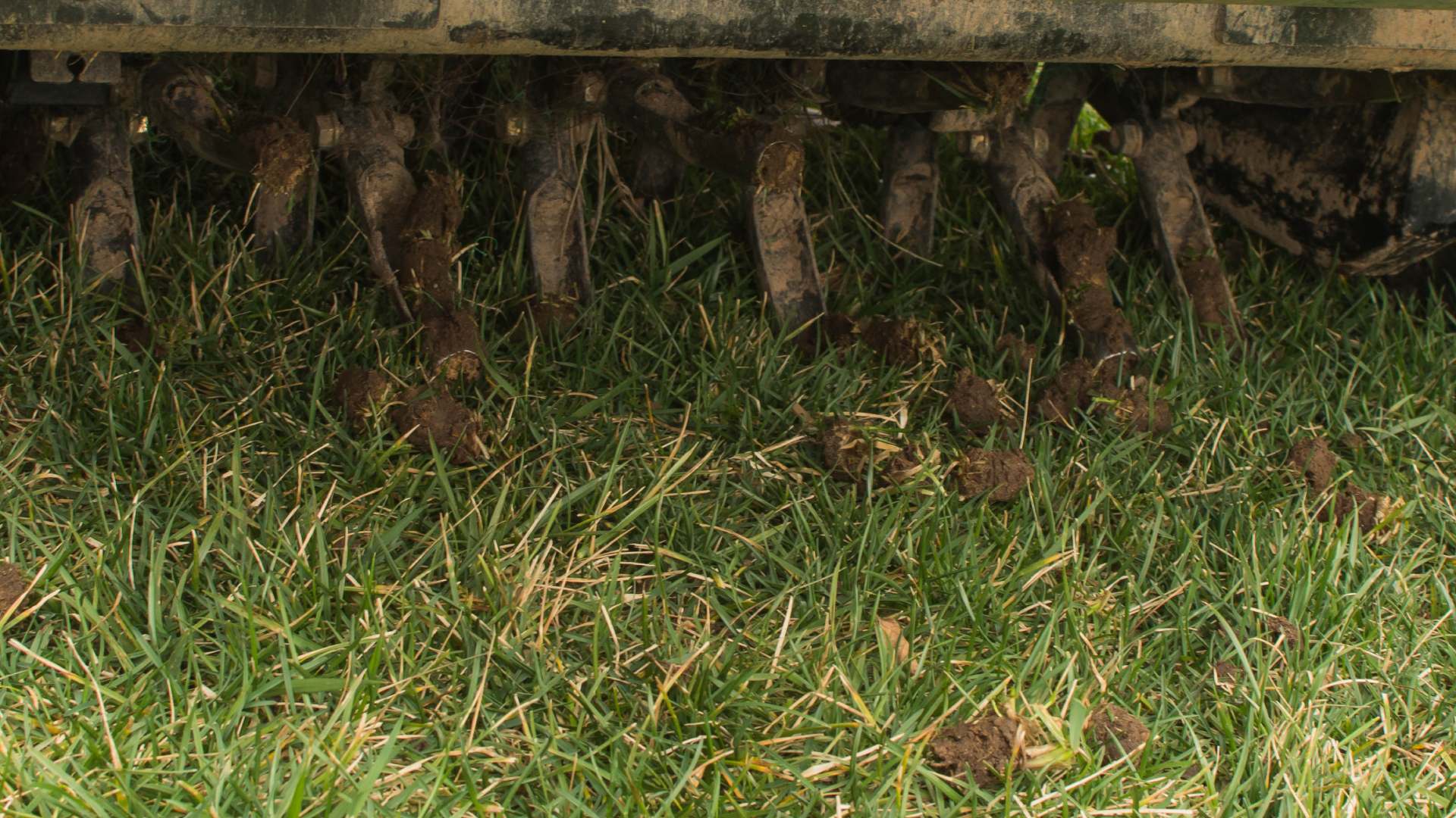 Aerator machine with core plugs on lawn in Mankato, MN.