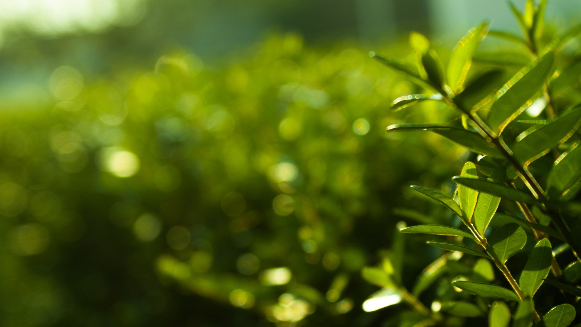 Close up on a healthy green shrub branch due to regular fertilization in St. Clair, MN.