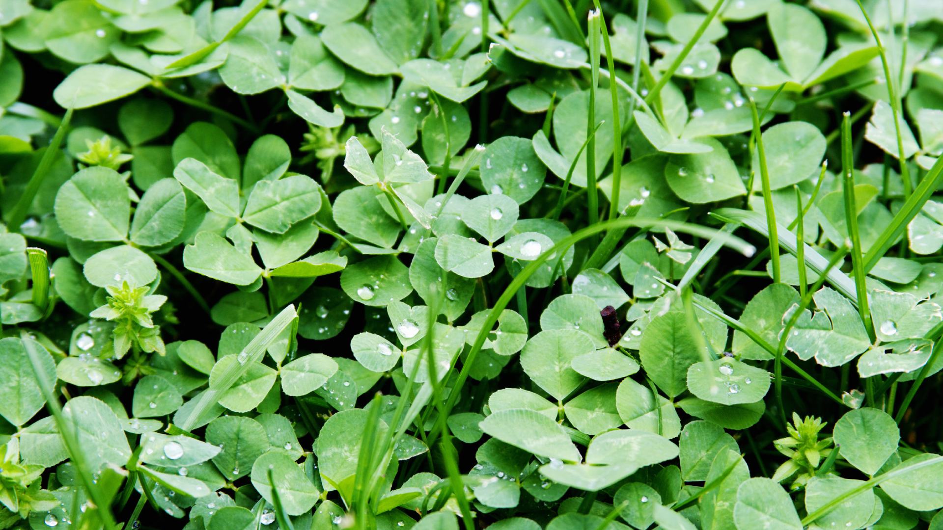 Clover weeds found in lawn in Mankato, MN.