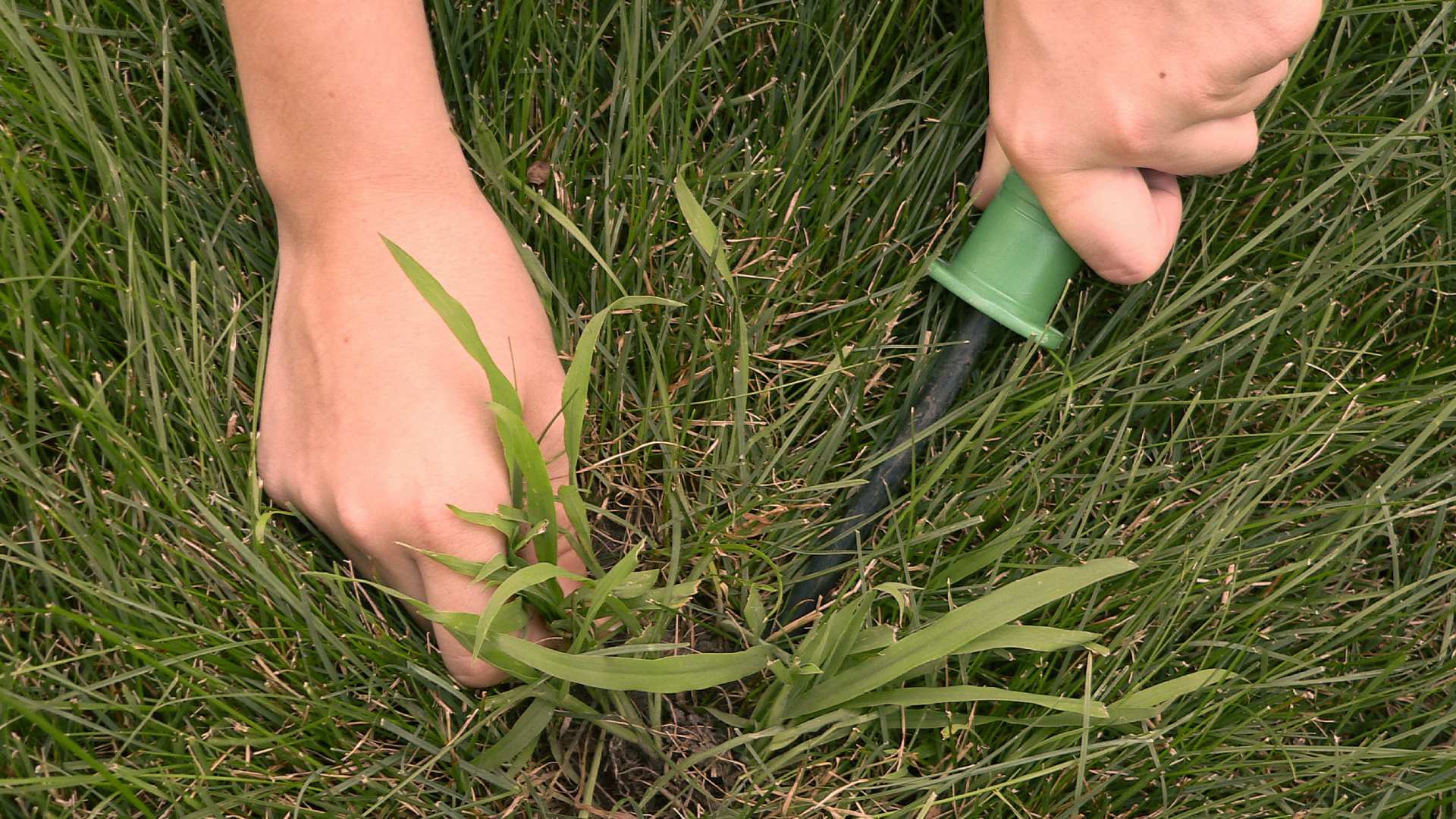 Crabgrass weeds being picked out by professional in North Mankato, MN.