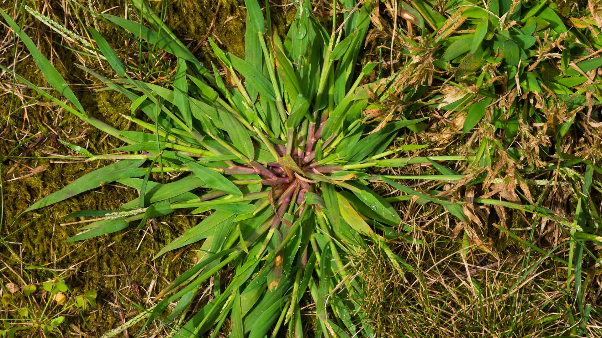 Crabgrass weed growing in lawn in Mankato, MN.