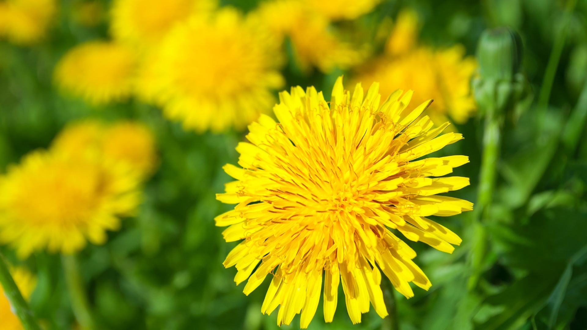 Dandelion weed found in property land in Mankato, MN.