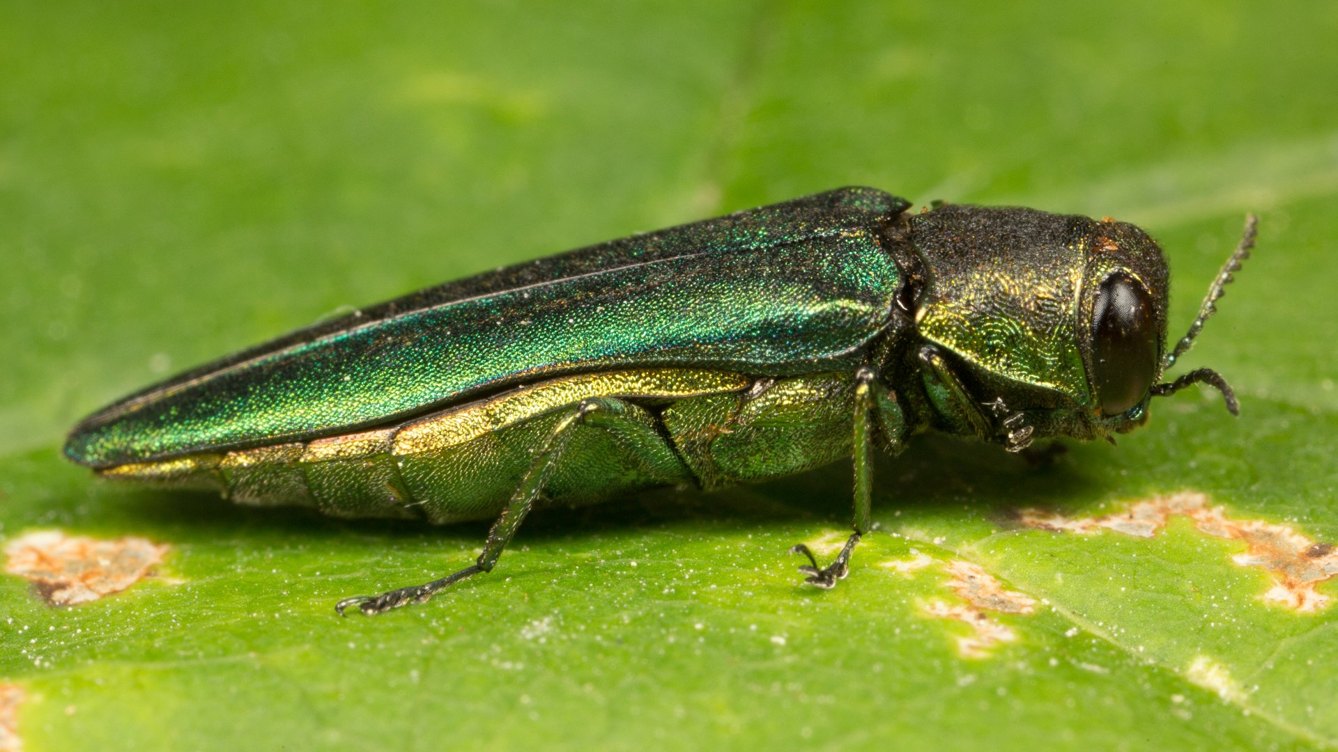Close up on an emerald ash borer found on a leaf by our potential client's home in St. Peter, MN.