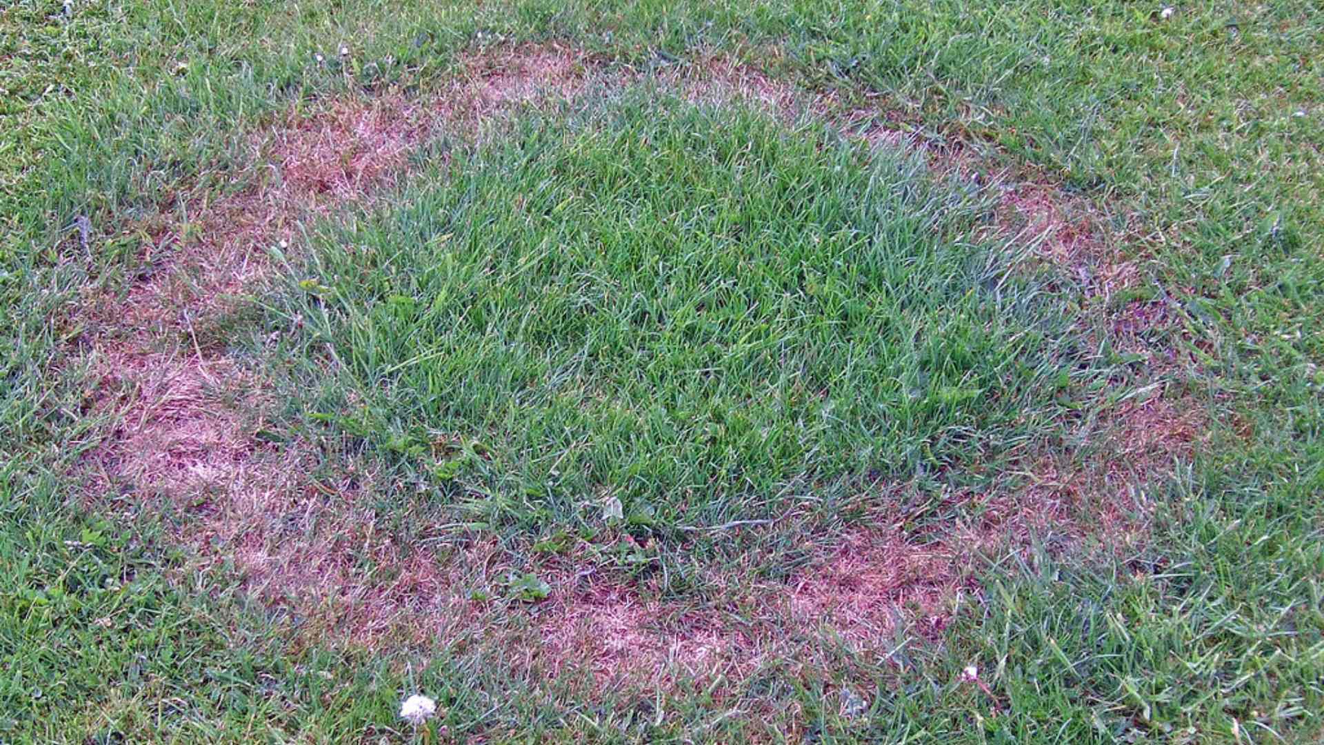 Fairy ring lawn disease in lawn in Mankato, MN.
