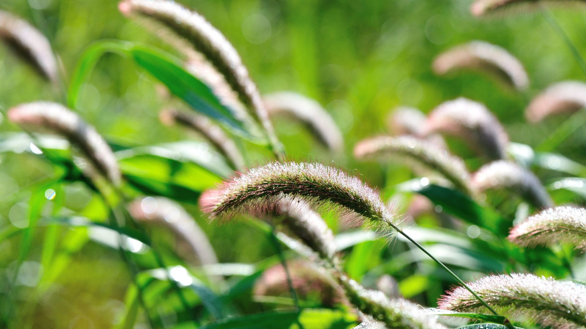 Foxtail weeds sprouting in lawn in St Peter, MN.