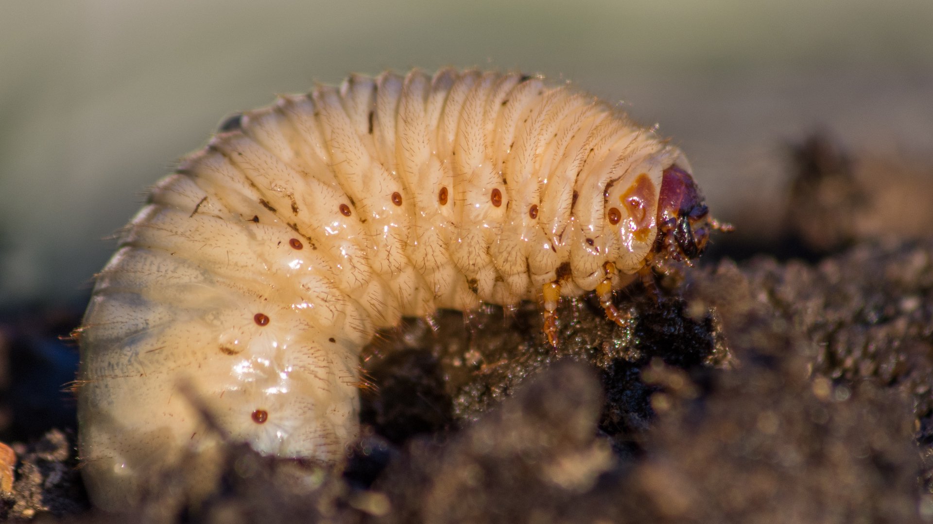 Help - Grubs Are Destroying My Lawn!