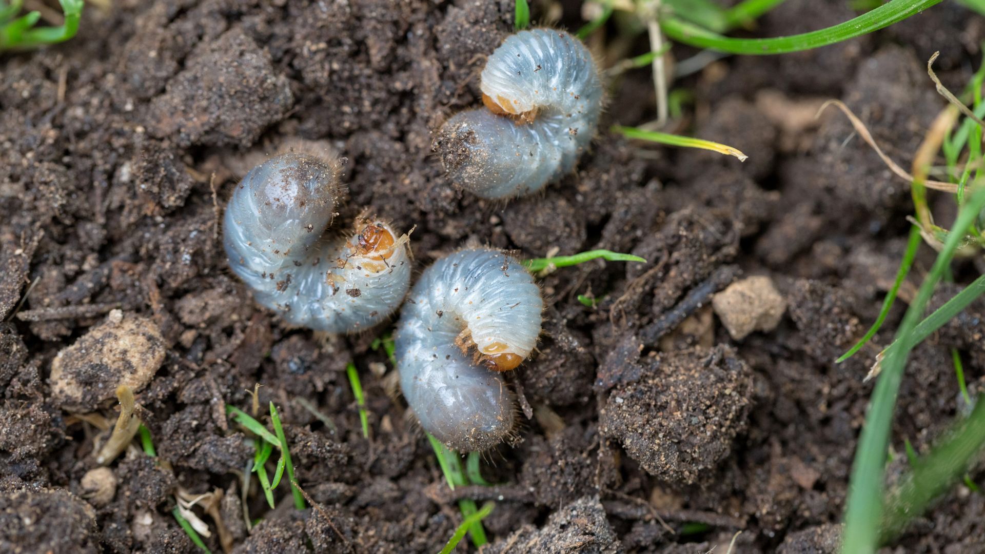 Grubs found in soil in Mankato, MN.