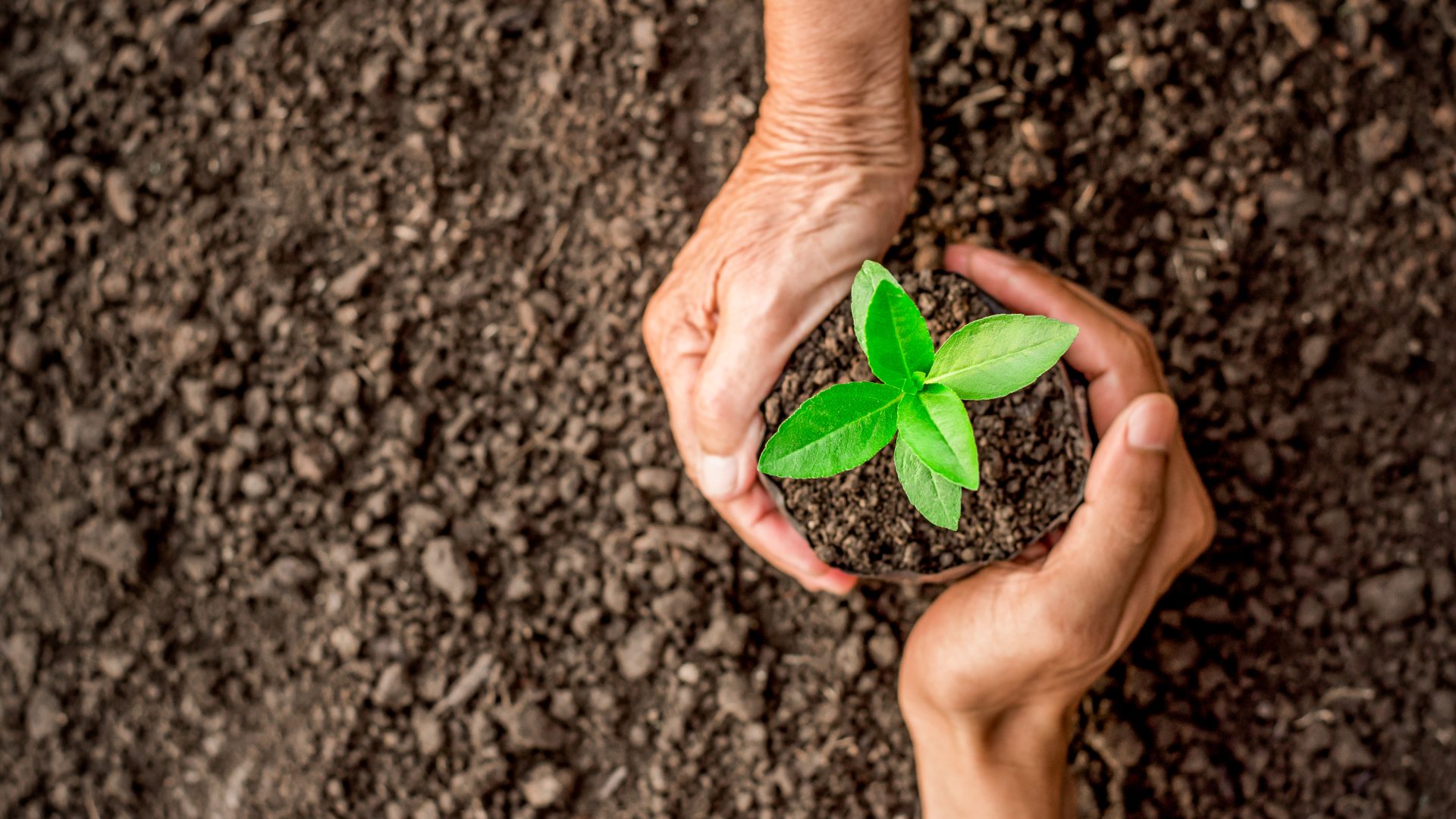 Hands holding soil and sprouting plant in Mankato, MN.