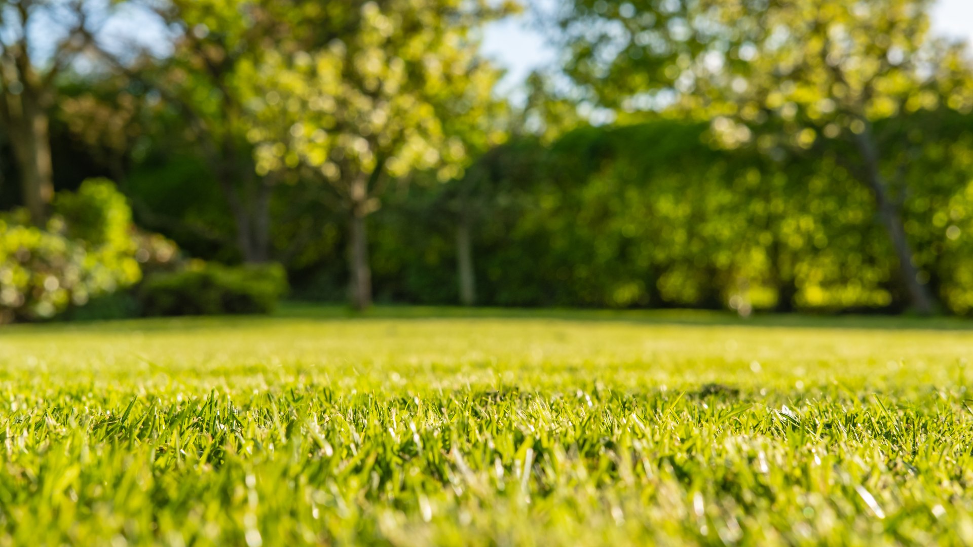 Healthy lawn after services done by LawnCrafters in Mankato, MN.