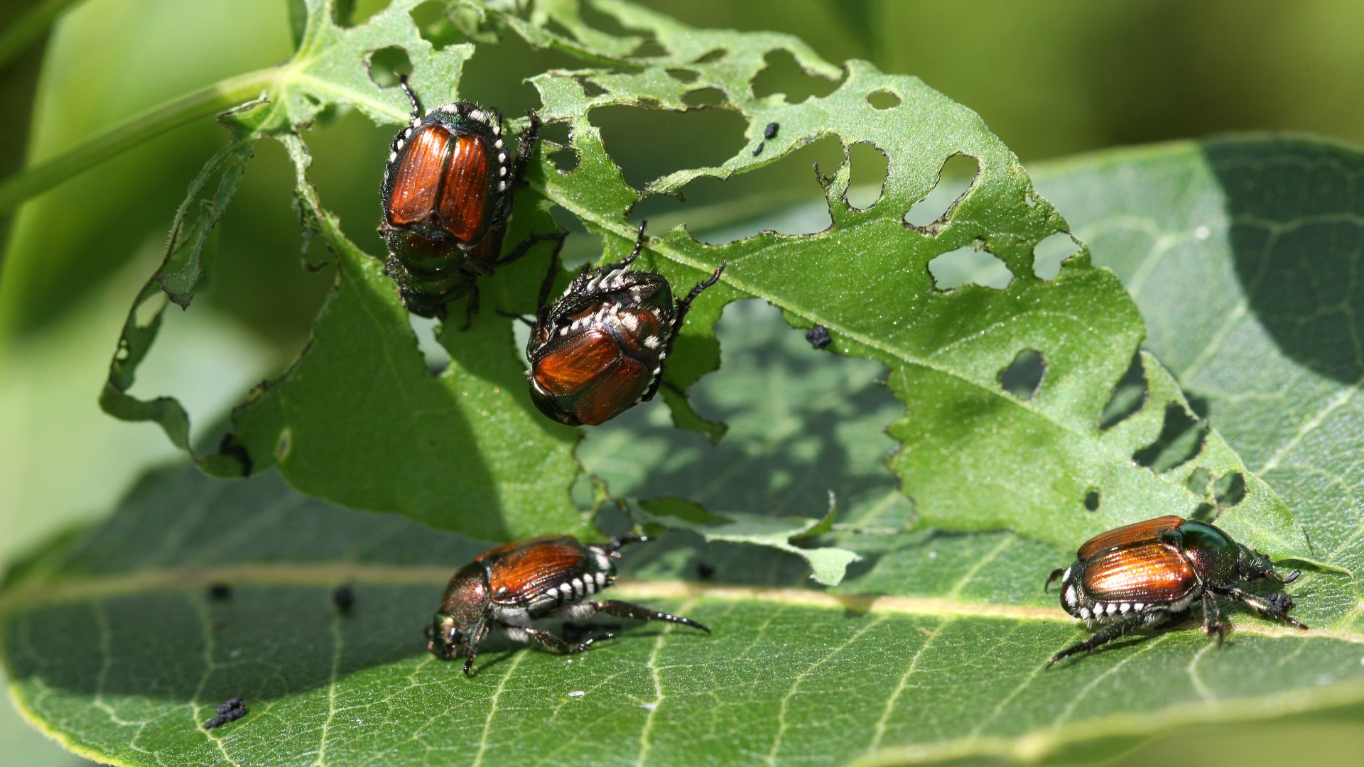 Japanese beetles damage plant leaf in St Peter, MN.