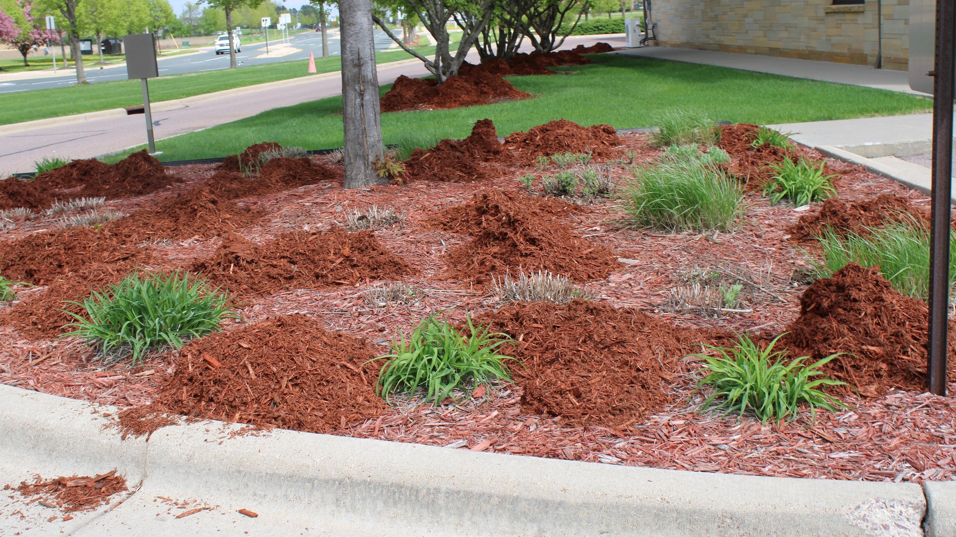 A landscape bed topped with fresh mulch by our team in Elysian, MN.
