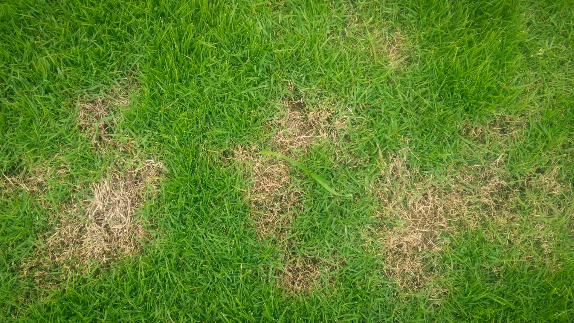 Lawn disease infected lawn in North Mankato, MN.