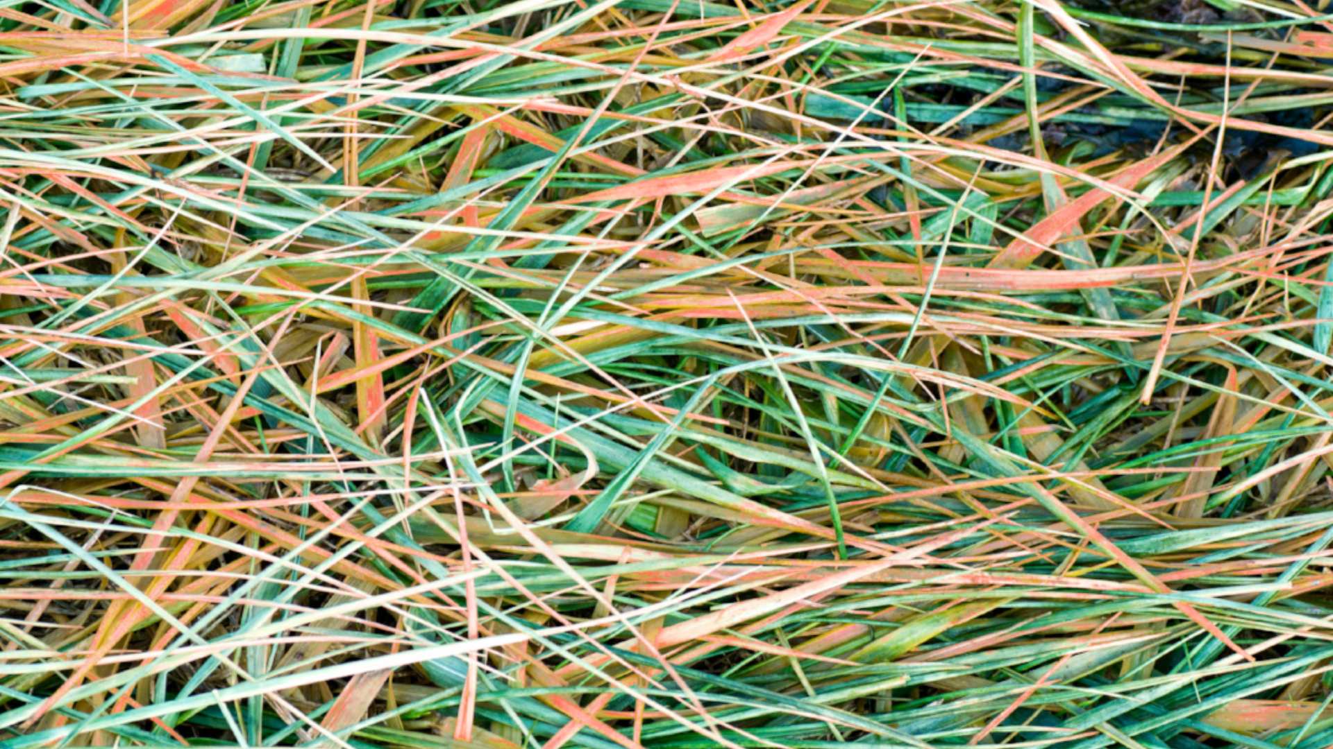 Lawn rust found on property in Mankato, MN.