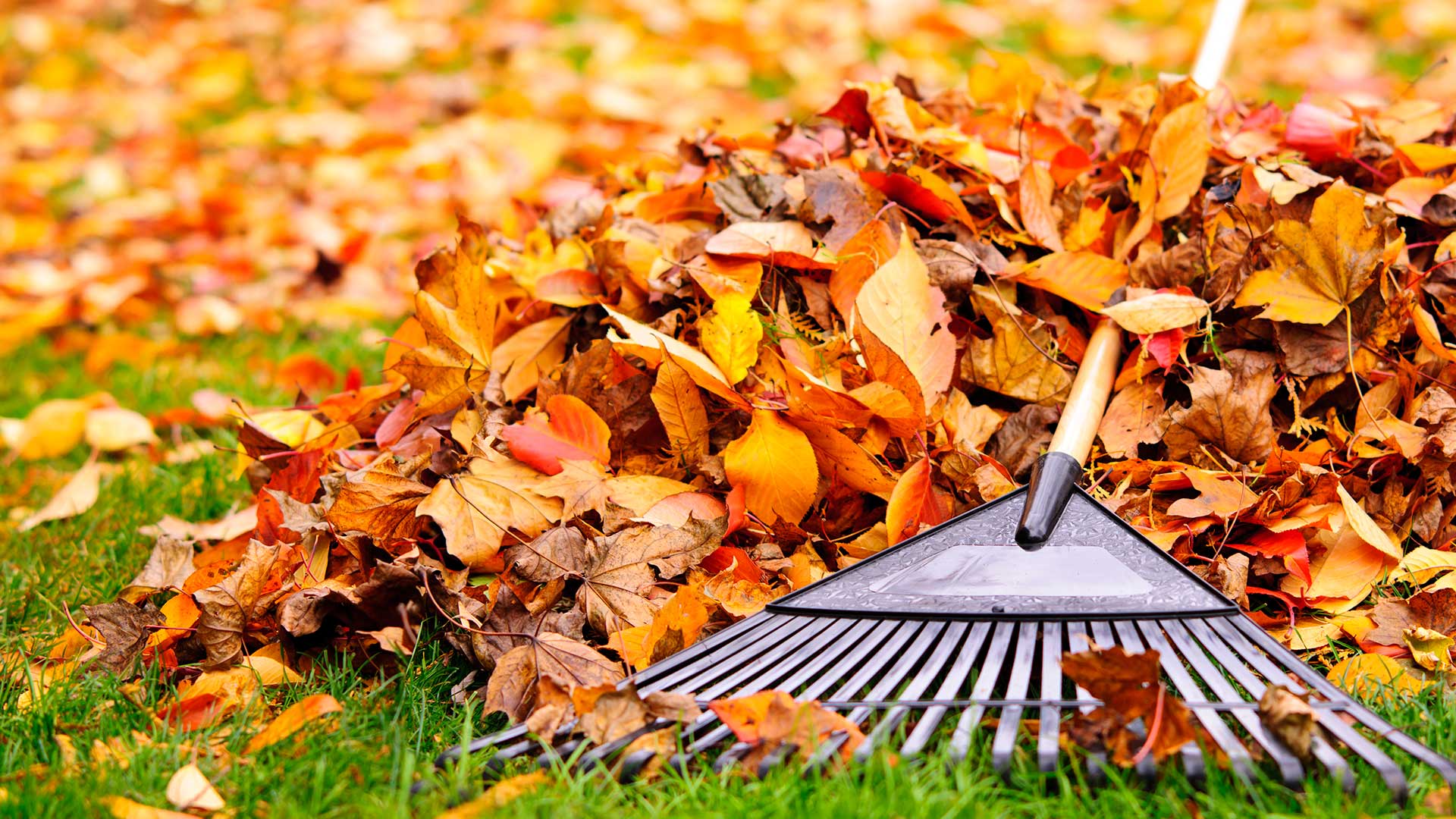 Leaves being raked for removal service in Mankato, MN.