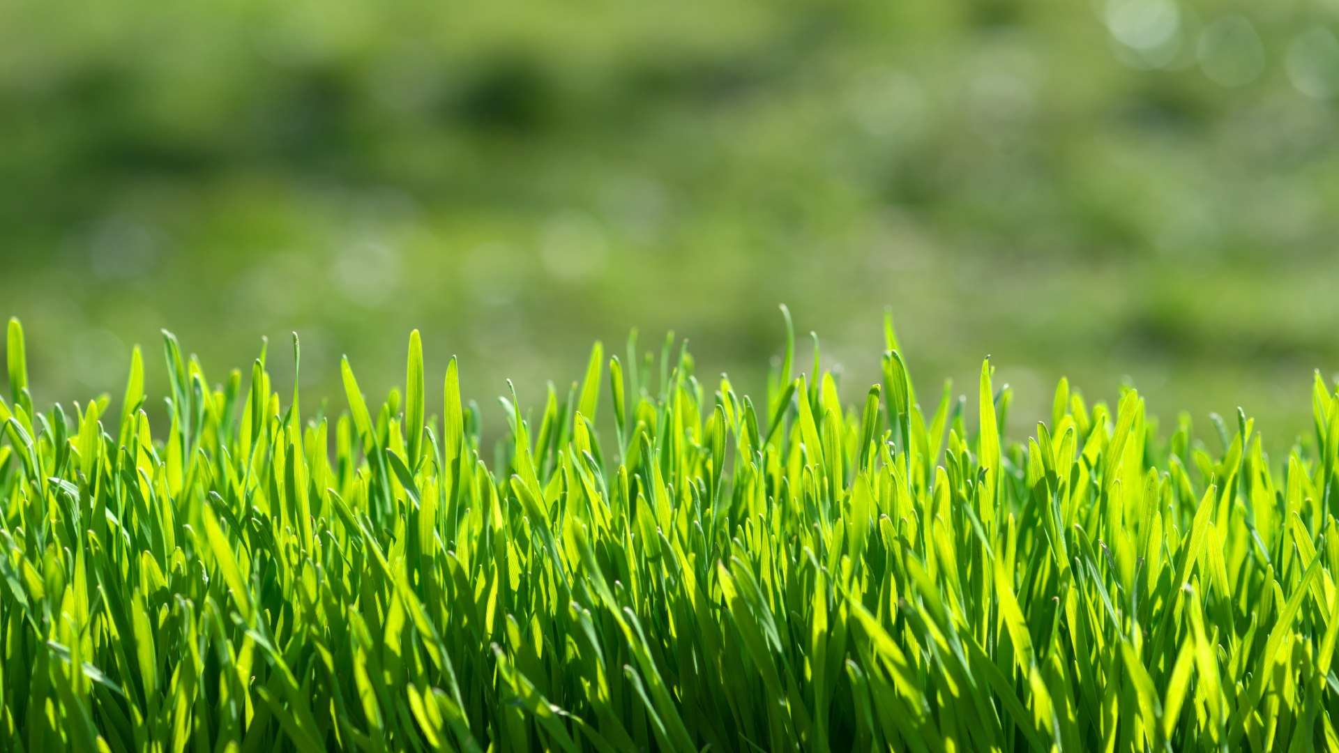 Luscious grass blades growing in lawn in North Mankato, MN.