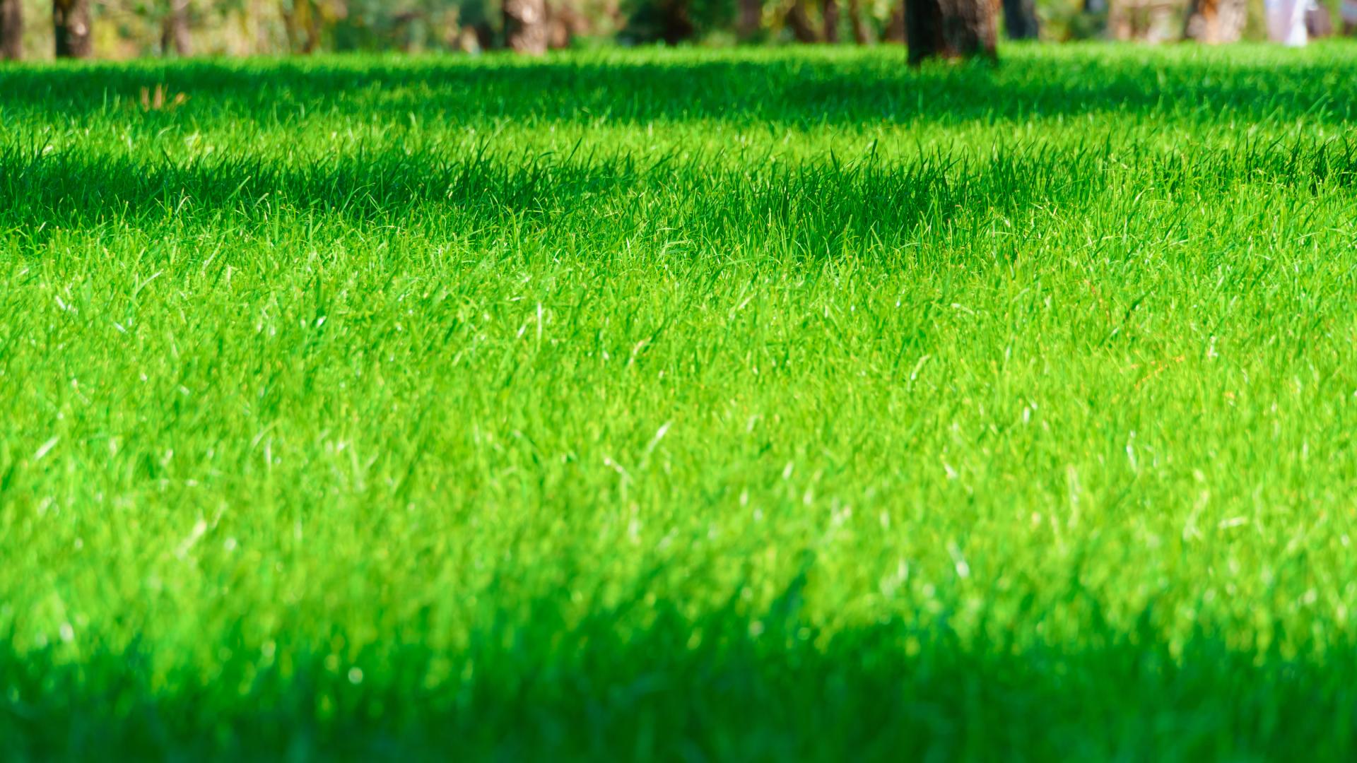 Luscious growing lawn after fertilization services performed in Waseca, MN.