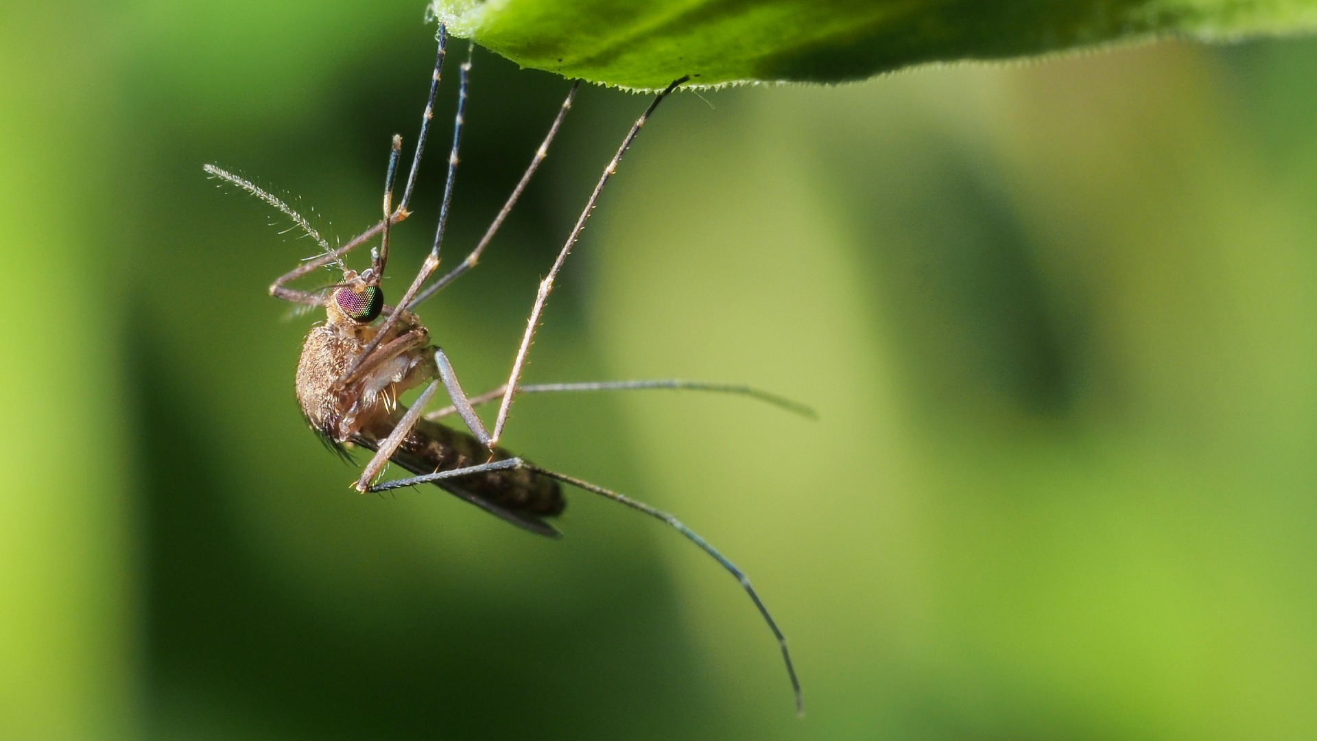 Mosquito hanging by a leaf in Mankato, MN.