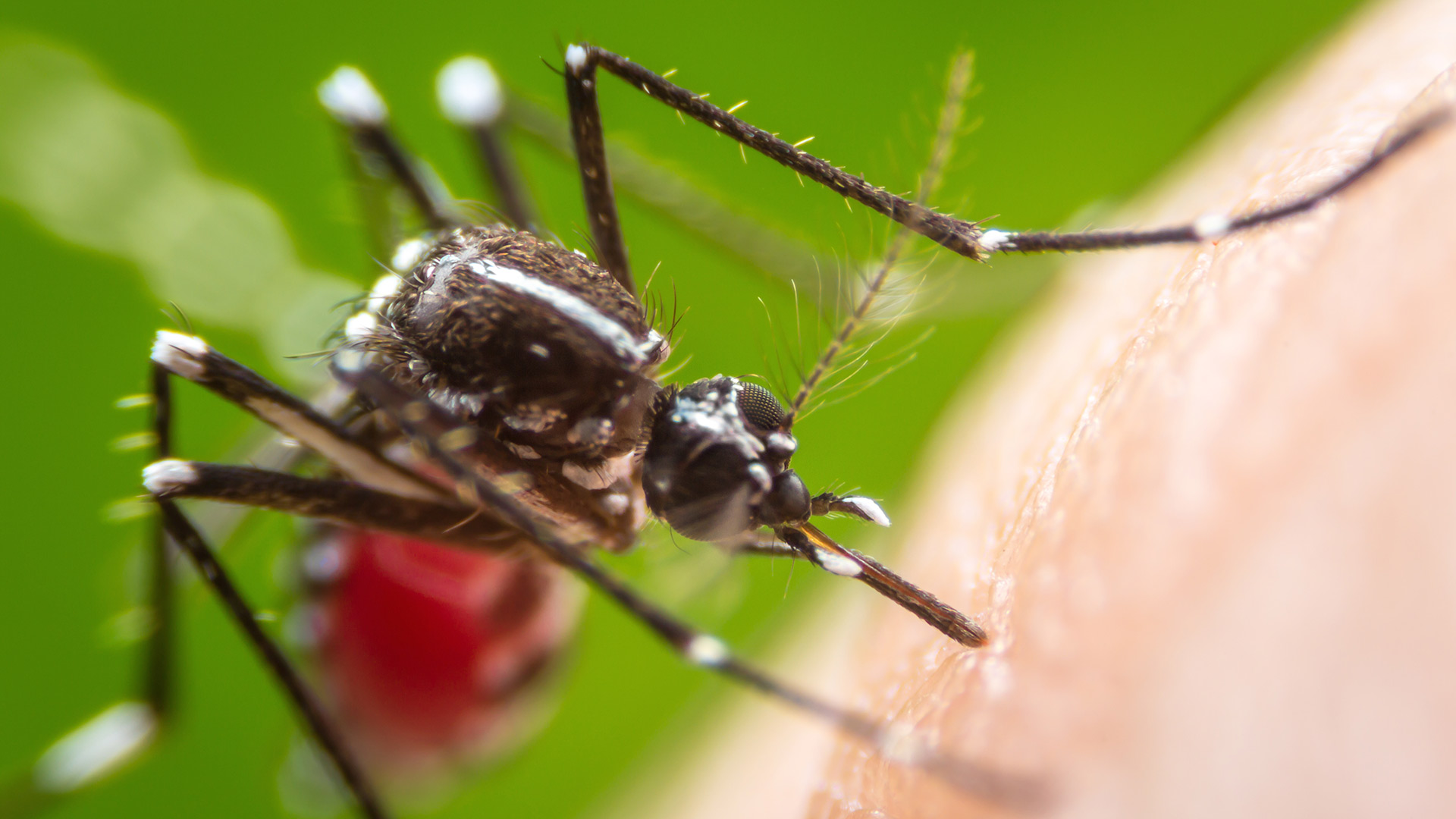 A mosquito is sucking blood from a person near North Mankato, MN.