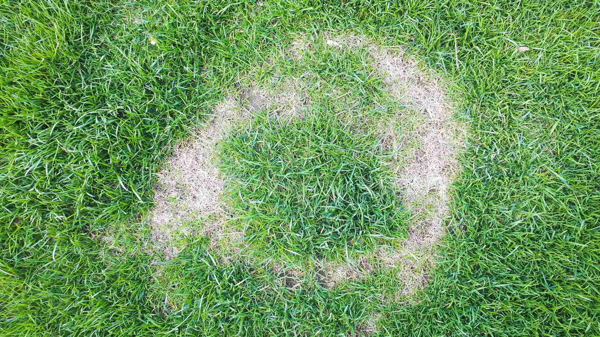 Necrotic ring lawn disease in North Mankato, MN.