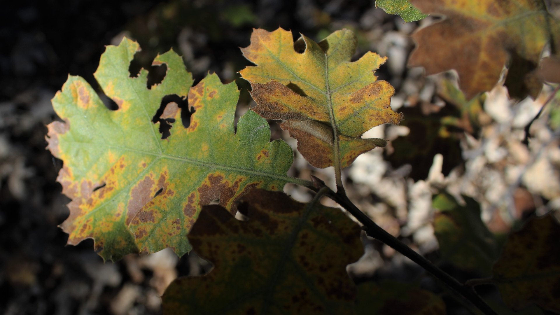 Close up on a tree leaf diseased with oak wilt by our potential client's home in St. Peter, MN.