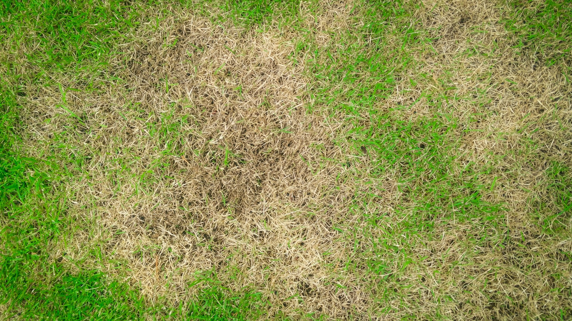Everything You Need to Know About Leaf Blight - A Lawn Disease in Minnesota