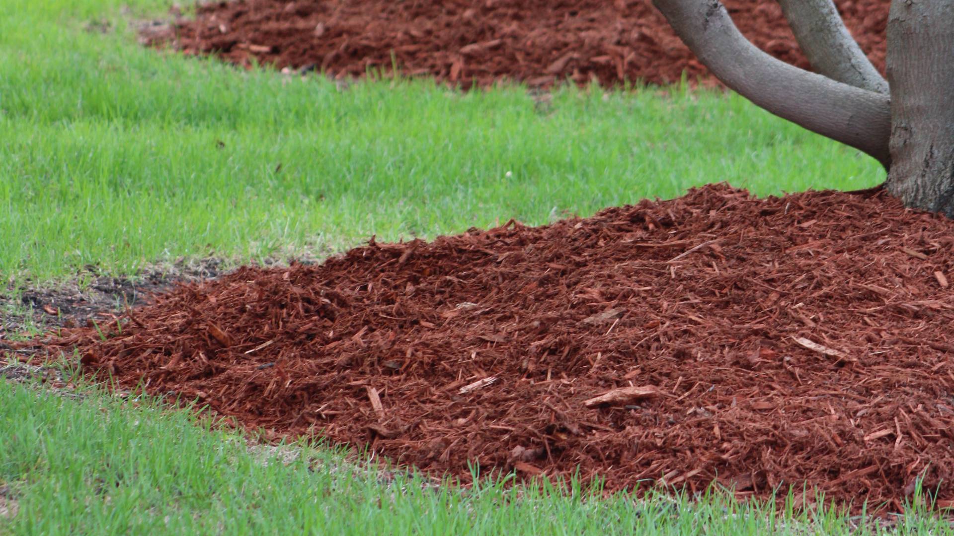 Red mulch mounds installed around tree landscaping in North Mankato, MN.