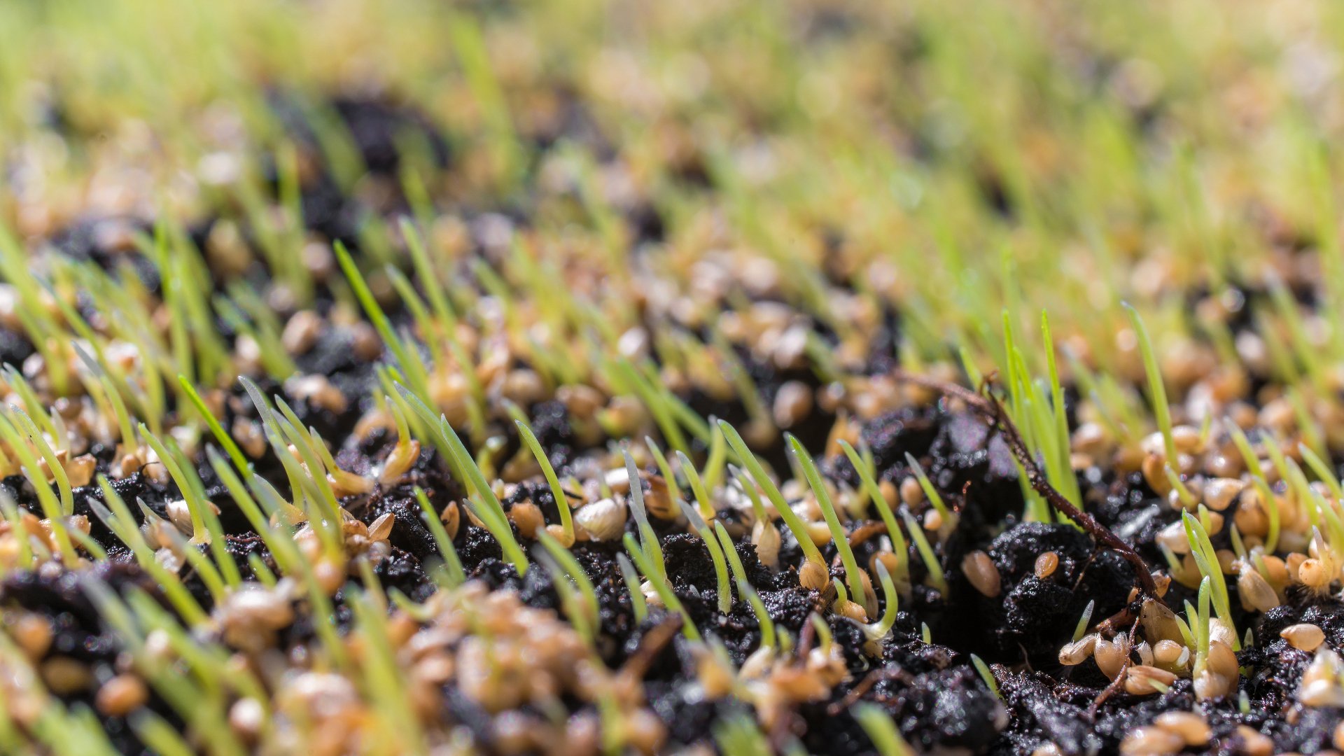 How Long Do You Need to Wait Until You Can Mow Your Lawn After Overseeding?