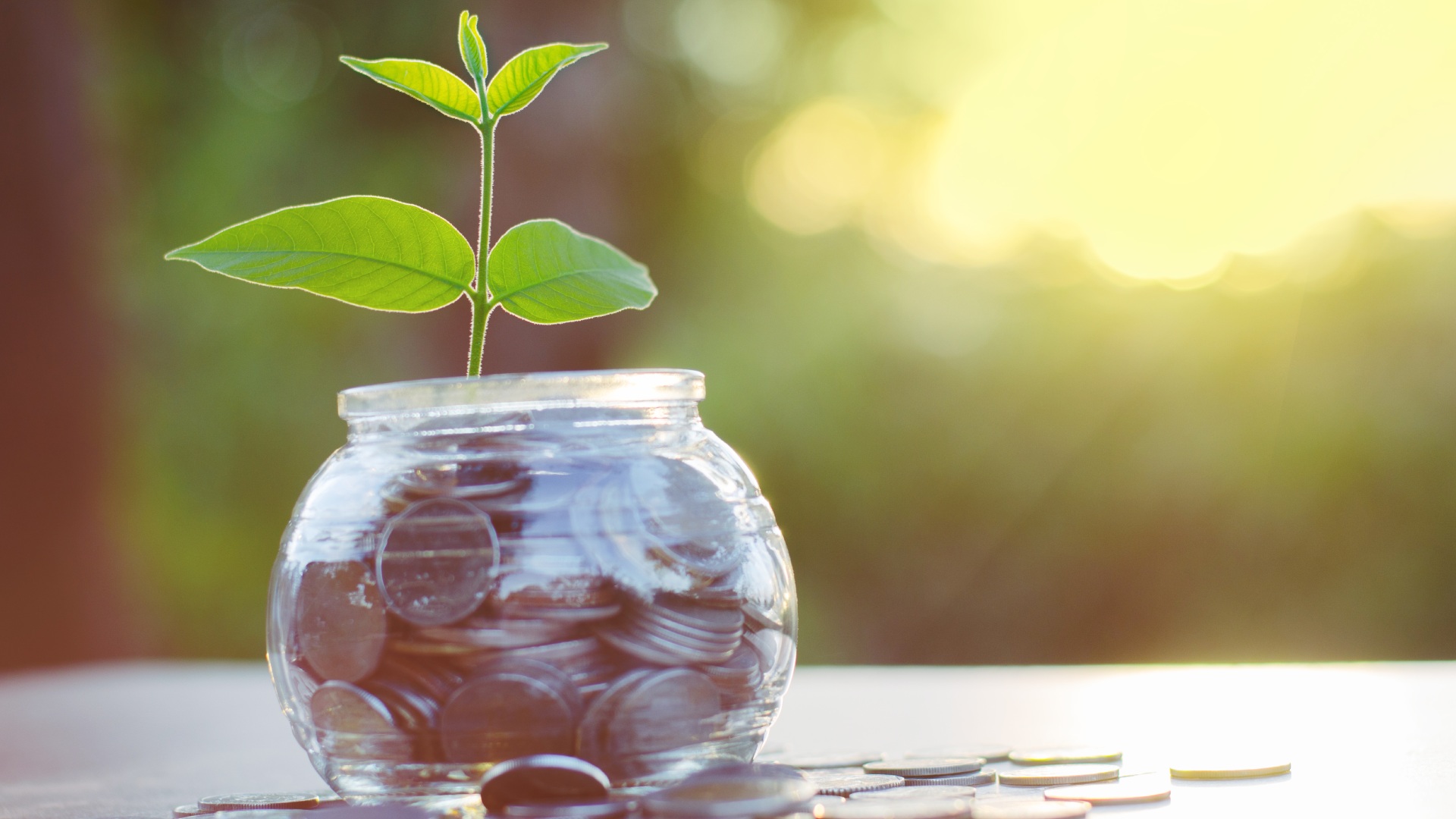 Sprouting plant from jar of coins in Mankato, MN.