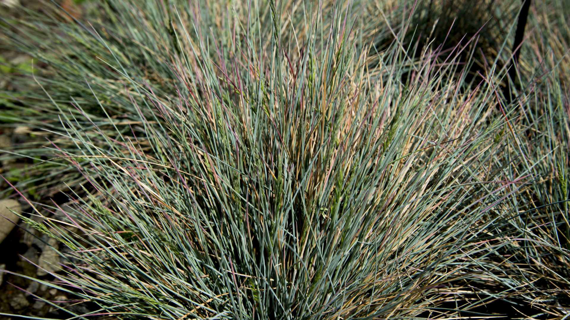 Tall fescue weeds on client's property in North Mankato, MN.