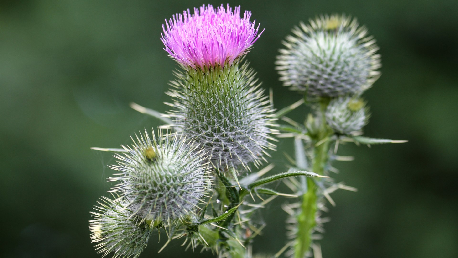 Thistle weed growing in lawn in St Peter, MN.