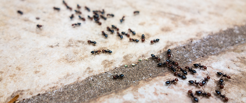 Ant infestation found crawling over concrete in North Mankato, MN.