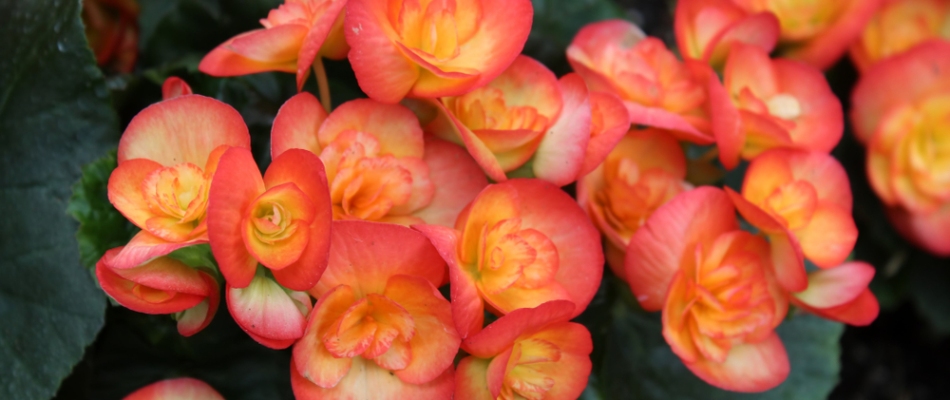 Begonia flowers planted in landscape bed in North Mankato, MN.