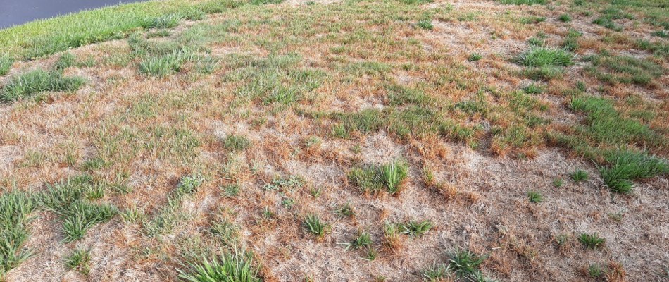 Blight lawn disease control in North Mankato, MN.