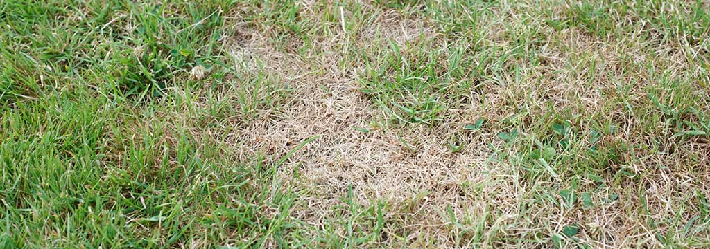 Dead, brown lawn grass with disease near North Mankato, MN.