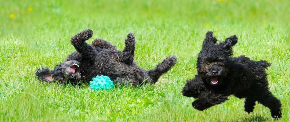 Dogs playing on safely fertilizer lawn in St Peter, MN.