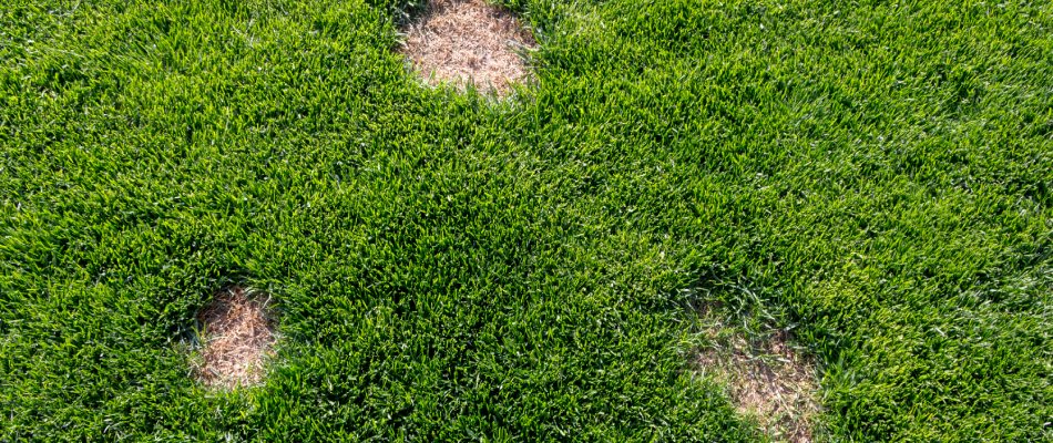 Dollar spot lawn disease found in lawn in Mankato, MN.