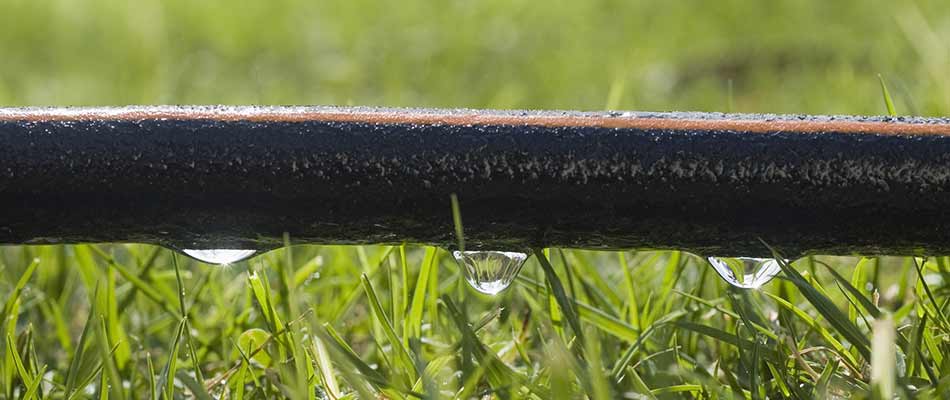 Drip irrigation water line installed at a home near Elysian, MN.