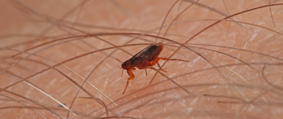 Flea found on homeowner's skin in St Peter, MN.