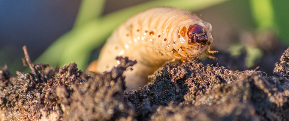 Grub eating soil from lawn in North Mankato, MN.