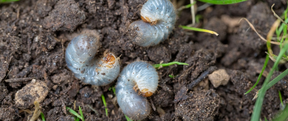 Grub infestation in soil in St Peter, MN.