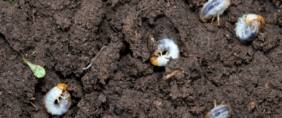 Grubs hatched from Japanese Beetles laid in soil in Mankato, MN.