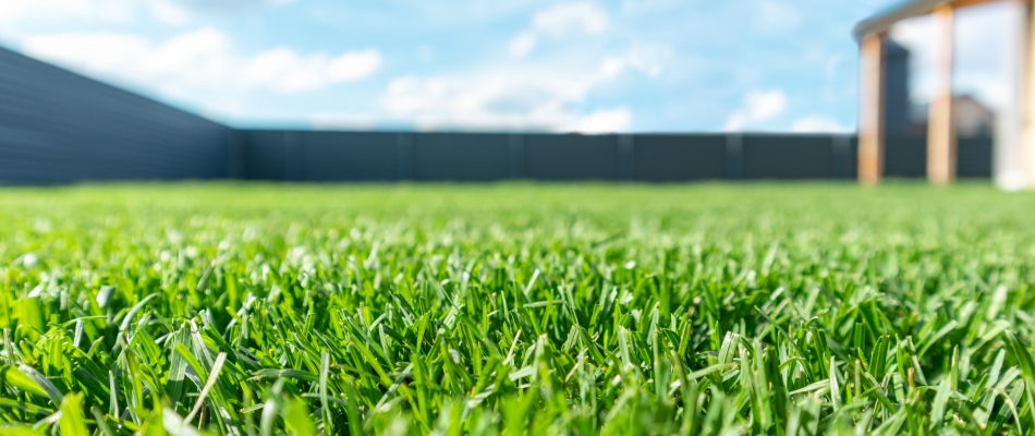 Grub free and healthy lawn in Waseca, MN.