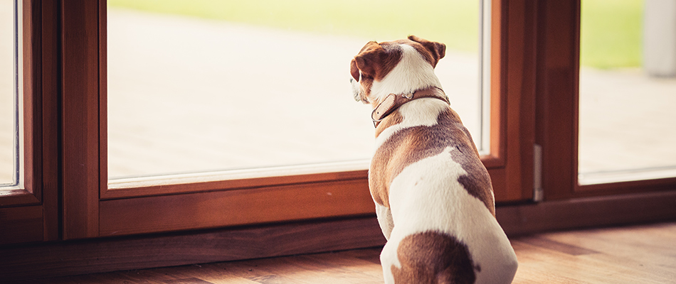 Homeowner's dog waiting by the door for lawn to dry in Mankato, MN.