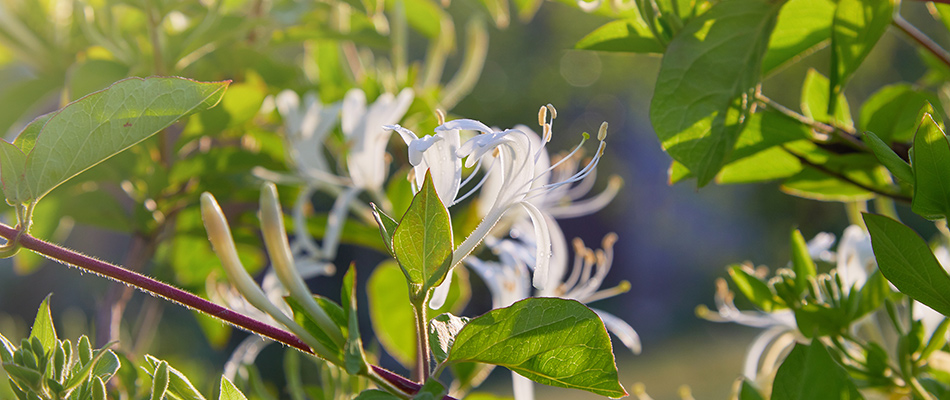 Honeysuckle planting in landscape in Eagle Lake, MN.