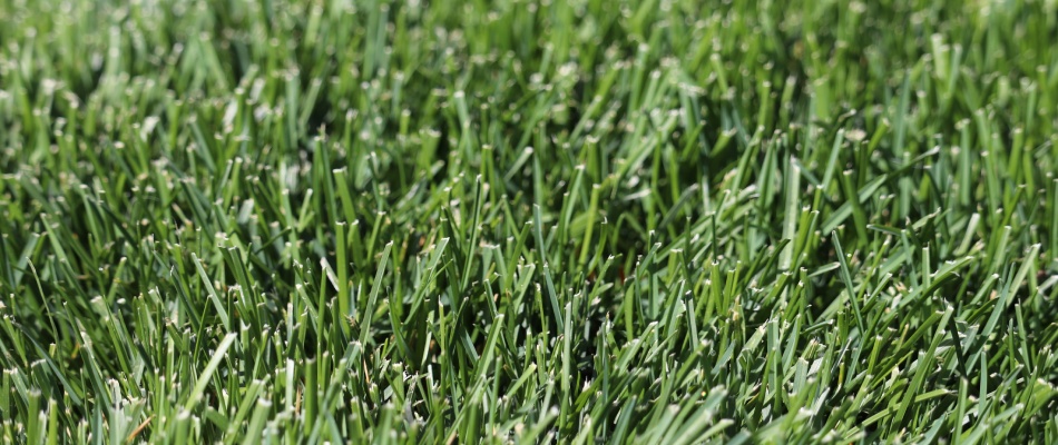 Kentucky bluegrass growing in lawn after overseeding services in North Mankato, MN.