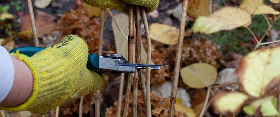 Landscaping expert trimming back dead perennial flowers in a garden near Mankato, MN.