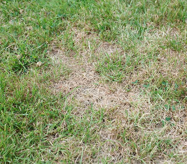Lawn disease spotted in a yard near Mankato, MN.