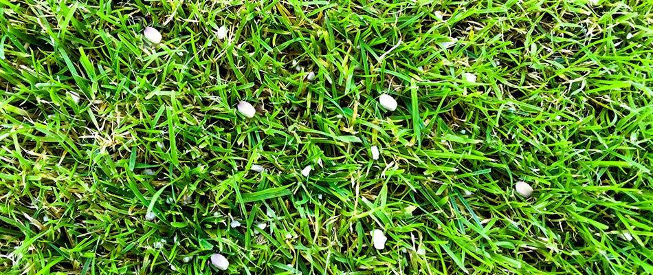 A fertilized lawn with deep, healthy roots in Eagle Lake, MN.