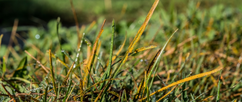 Lawn rust in lawn in St Peter, MN.