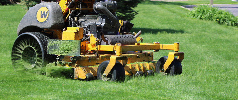 Grass clippings coming from mower in Mankato, MN.
